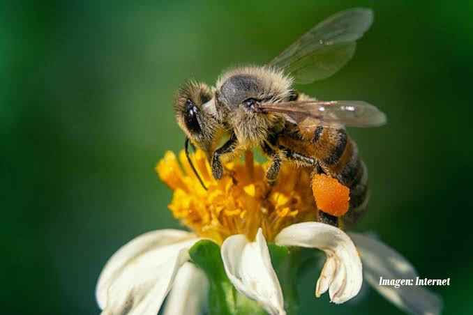 Invitan a participar en concursos sobre el cuidado de las abejas