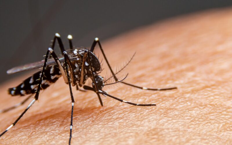 Refuerza acciones contra el dengue