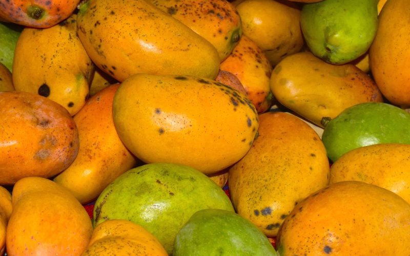 “Festival del Mango” en Magallanes, tierra guanajuatense de deliciosos mangos criollos