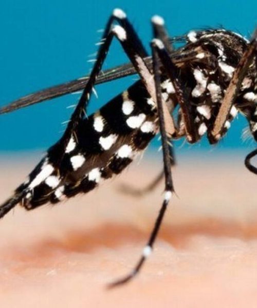 Implementan acciones estratégicas para la prevención del dengue