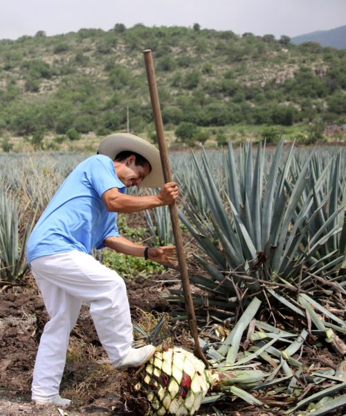 Disfruta del Festival del Mezcal en San Felipe