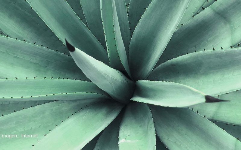 UG obtiene patente de multiplicación in vitro de agave