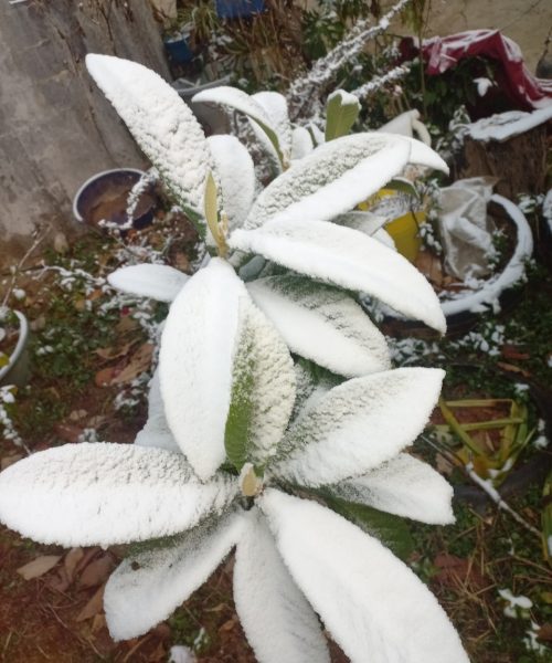 Registran nevadas y temperaturas bajo 0 °C en municipios de Guanajuato