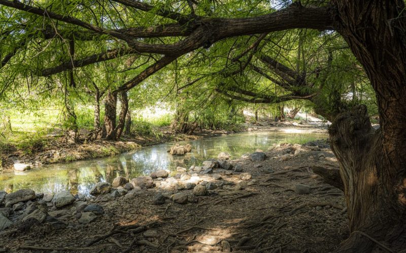 Trabajan en la conservación y protección de Áreas Naturales Protegidas en Guanajuato