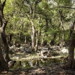 Impulsan acciones de reforestación en Guanajuato en el marco del día mundial del árbol
