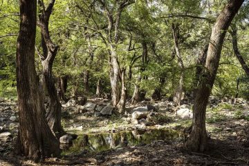Impulsan acciones de reforestación en Guanajuato en el marco del día mundial del árbol
