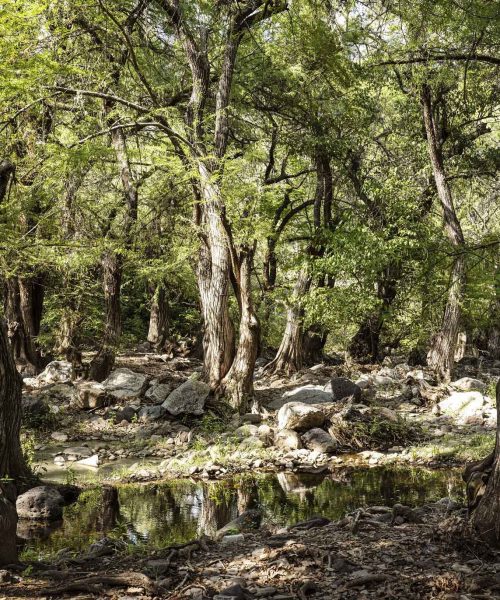 Impulsan acciones de reforestación en Guanajuato en el marco del día mundial del árbol