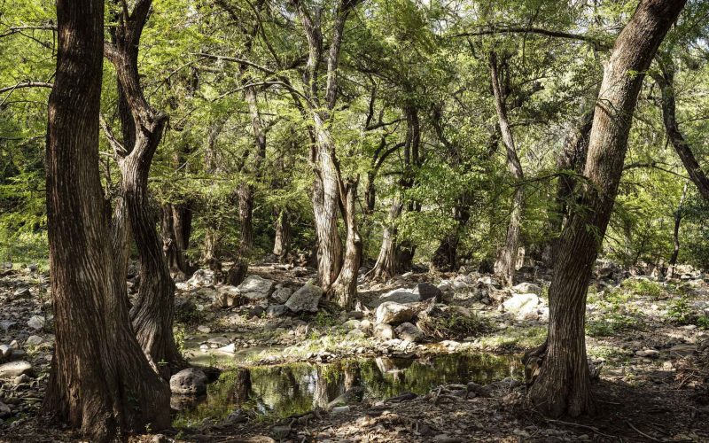 Impulsan acciones de reforestación en Guanajuato en el marco del día mundial del árbol
