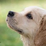 Implementan acciones para la protección y el bienestar animal en Celaya