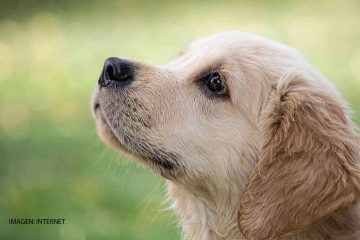 Implementan acciones para la protección y el bienestar animal en Celaya