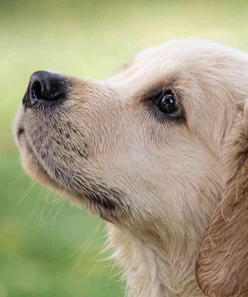 Implementan acciones para la protección y el bienestar animal en Celaya