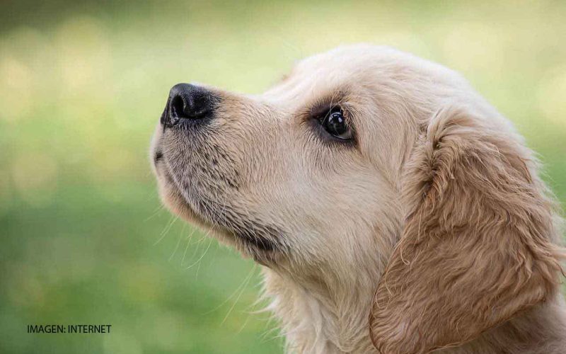 Implementan acciones para la protección y el bienestar animal en Celaya