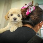 Hospital de mascotas León 450 supera expectativas