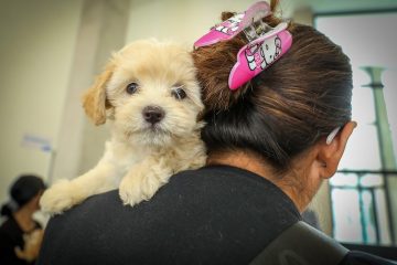 Hospital de mascotas León 450 supera expectativas
