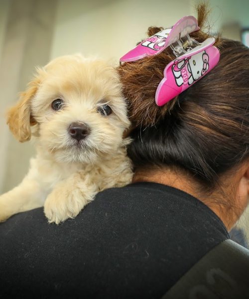 Hospital de mascotas León 450 supera expectativas
