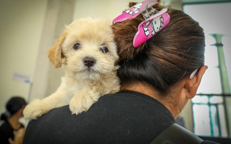 Hospital de mascotas León 450 supera expectativas