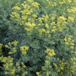 El poder curativo de la ruda: Un remedio natural con múltiples beneficios
