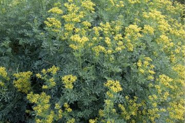 El poder curativo de la ruda: Un remedio natural con múltiples beneficios