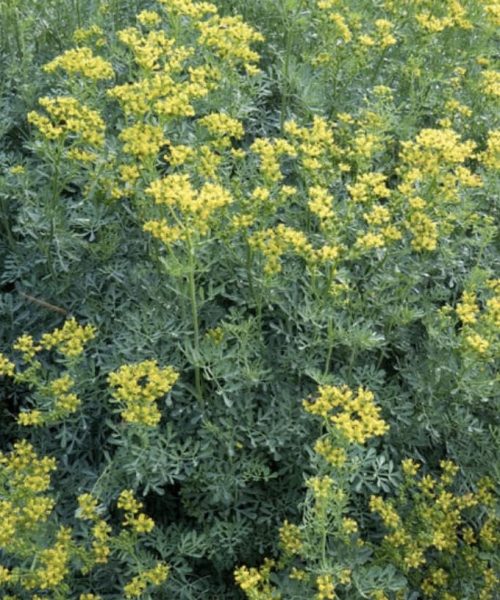 El poder curativo de la ruda: Un remedio natural con múltiples beneficios