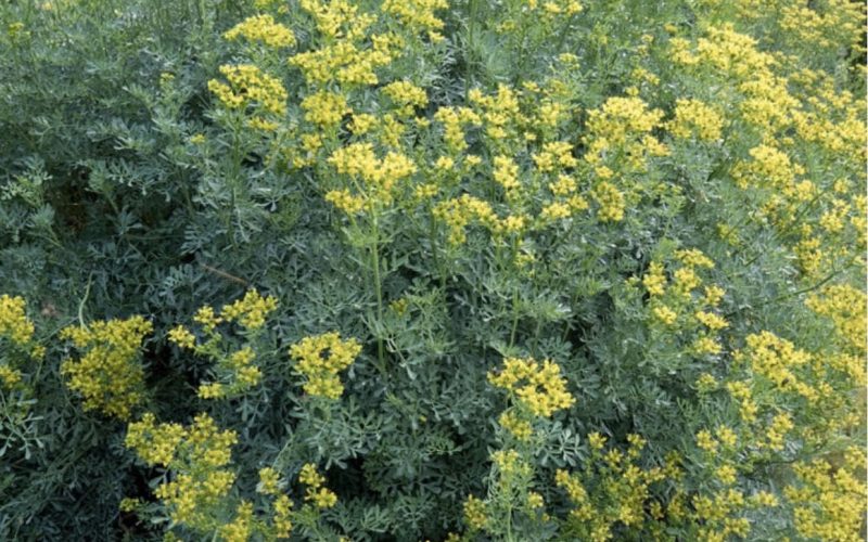 El poder curativo de la ruda: Un remedio natural con múltiples beneficios
