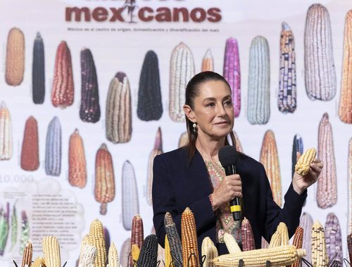 Claudia Sheinbaum anuncia programa “Sin maíz no hay país”