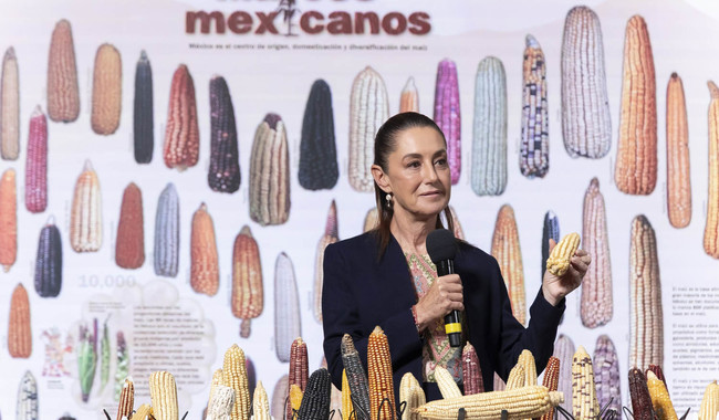 Claudia Sheinbaum anuncia programa “Sin maíz no hay país”