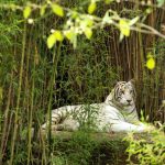 El Zoológico de León reafirma su compromiso con el cuidado animal