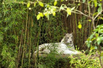 El Zoológico de León reafirma su compromiso con el cuidado animal