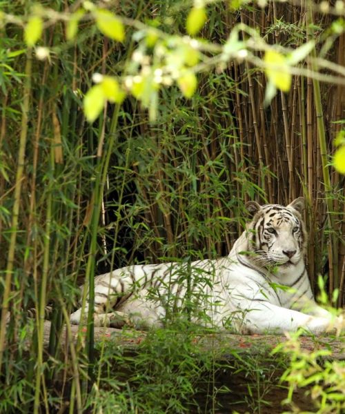 El Zoológico de León reafirma su compromiso con el cuidado animal
