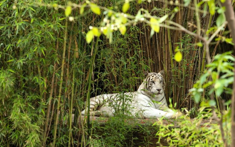 El Zoológico de León reafirma su compromiso con el cuidado animal