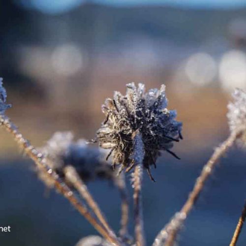 Guanajuato registra heladas ante bajas temperaturas