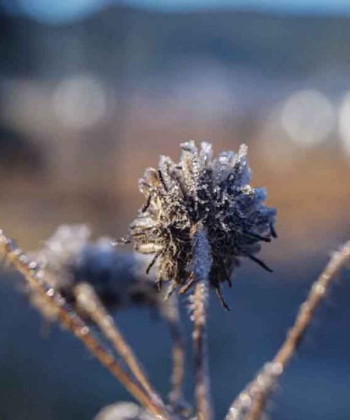 Guanajuato registra heladas ante bajas temperaturas