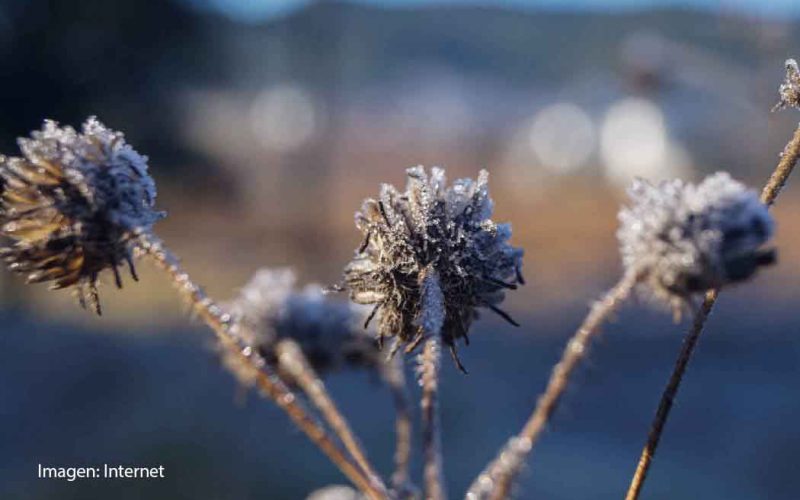 Guanajuato registra heladas ante bajas temperaturas