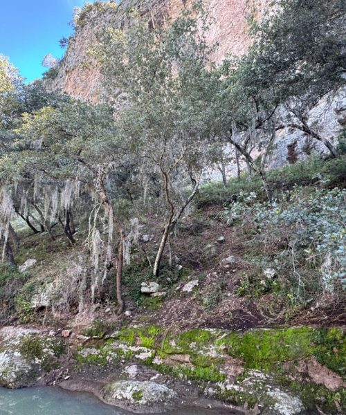 Invitan a ciudadanía a no usar musgo y heno en temporada navideña