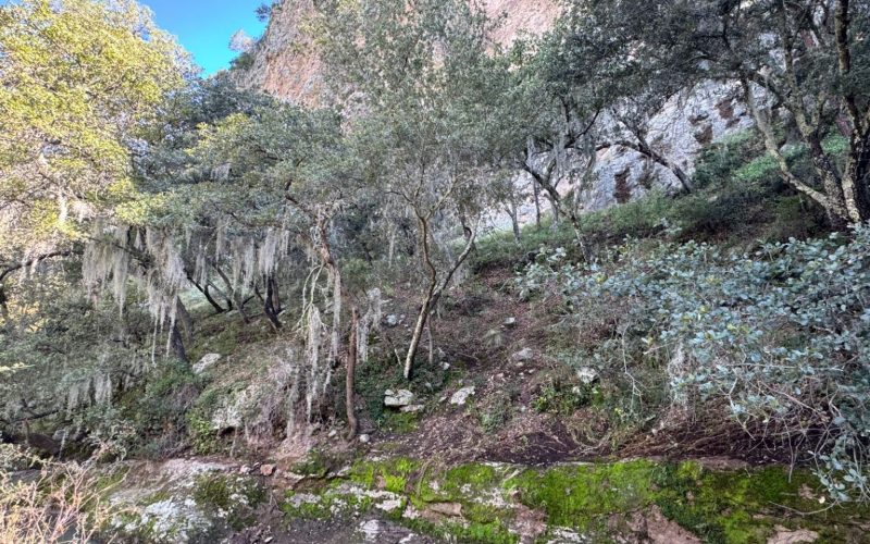 Invitan a ciudadanía a no usar musgo y heno en temporada navideña