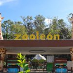 Zoológico de León una alternativa para disfrutar en familia esta temporada vacacional