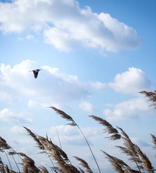 Inicia diciembre con vientos frescos y lluvia ligera en Guanajuato