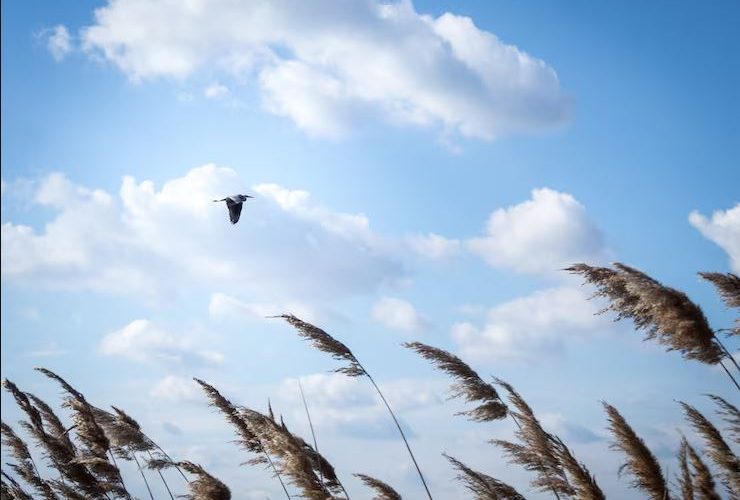 Inicia diciembre con vientos frescos y lluvia ligera en Guanajuato