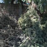 Ponen en macha campaña de acopio de árboles navideños naturales, en Irapuato