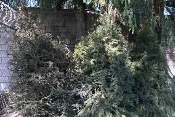 Ponen en macha campaña de acopio de árboles navideños naturales, en Irapuato