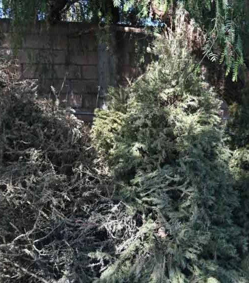 Ponen en macha campaña de acopio de árboles navideños naturales, en Irapuato