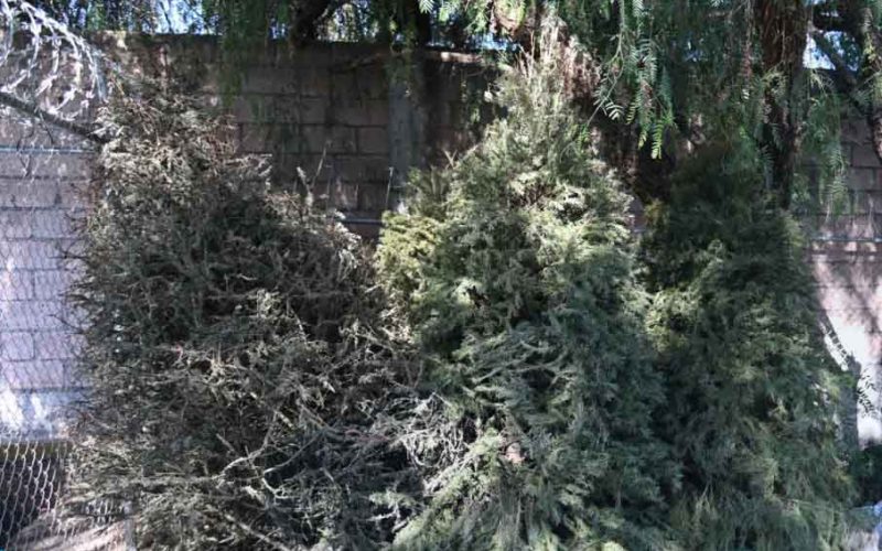 Ponen en macha campaña de acopio de árboles navideños naturales, en Irapuato