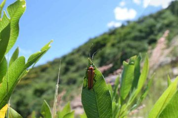 Invitan a niñas y niños irapuatenses a participar en concurso “Aliados del Ambiente”
