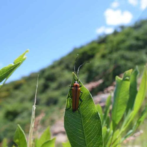 Invitan a niñas y niños irapuatenses a participar en concurso “Aliados del Ambiente”