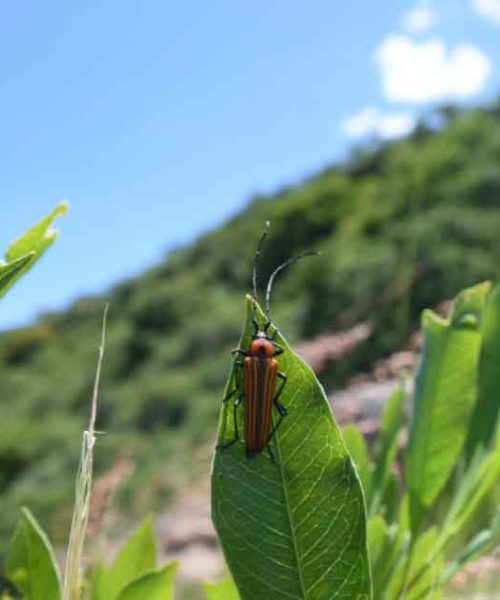 Invitan a niñas y niños irapuatenses a participar en concurso “Aliados del Ambiente”
