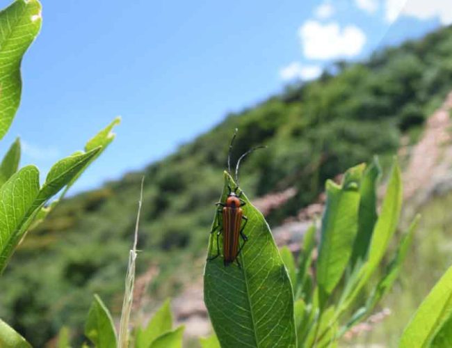 Invitan a niñas y niños irapuatenses a participar en concurso “Aliados del Ambiente”