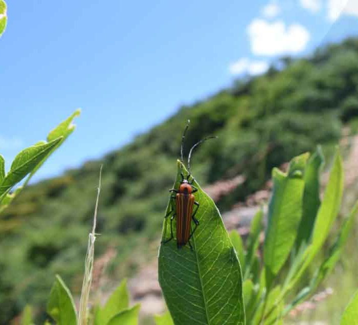 Invitan a niñas y niños irapuatenses a participar en concurso “Aliados del Ambiente”