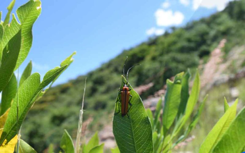 Invitan a niñas y niños irapuatenses a participar en concurso “Aliados del Ambiente”