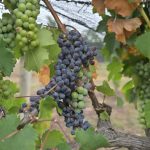 Cierra con éxito la Semana del Vino de Guanajuato 2026