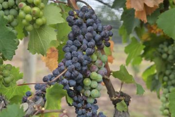 Cierra con éxito la Semana del Vino de Guanajuato 2026